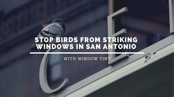 san antonio bird safety window tint