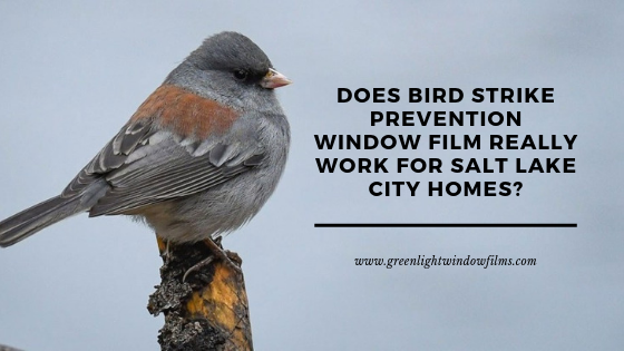 bird strike prevention window film salt lake city