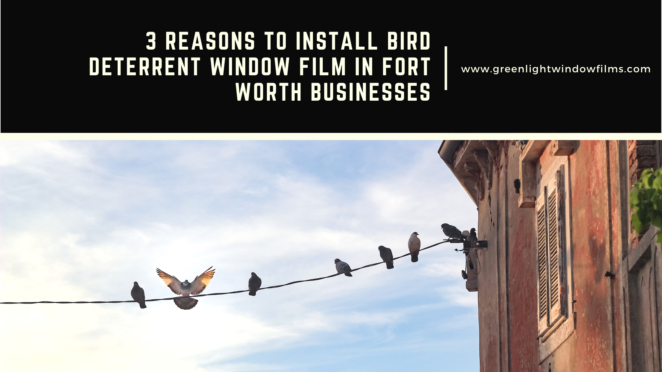 bird deterrent window film fort worth