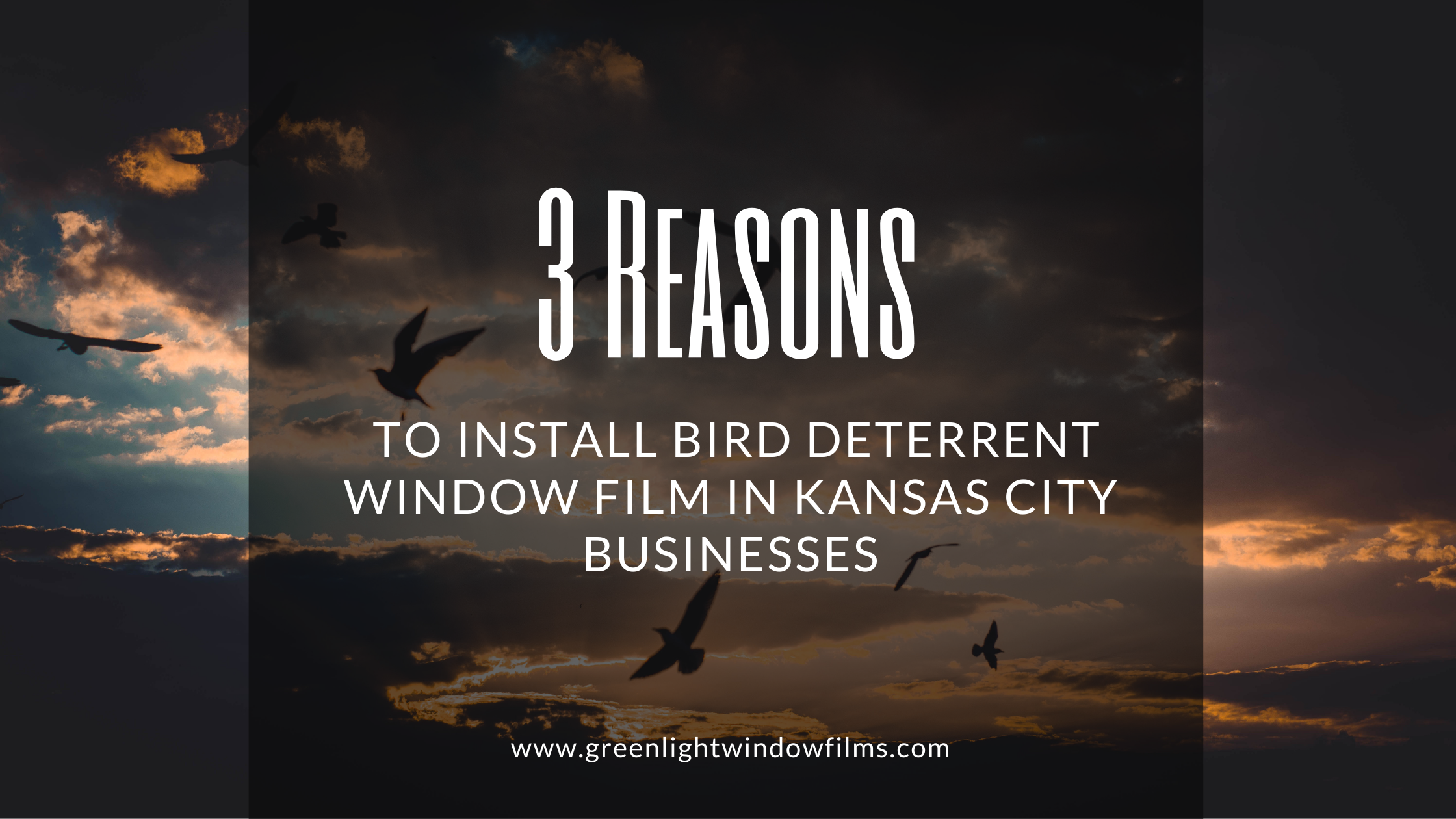 bird deterrent window film kansas city businesses