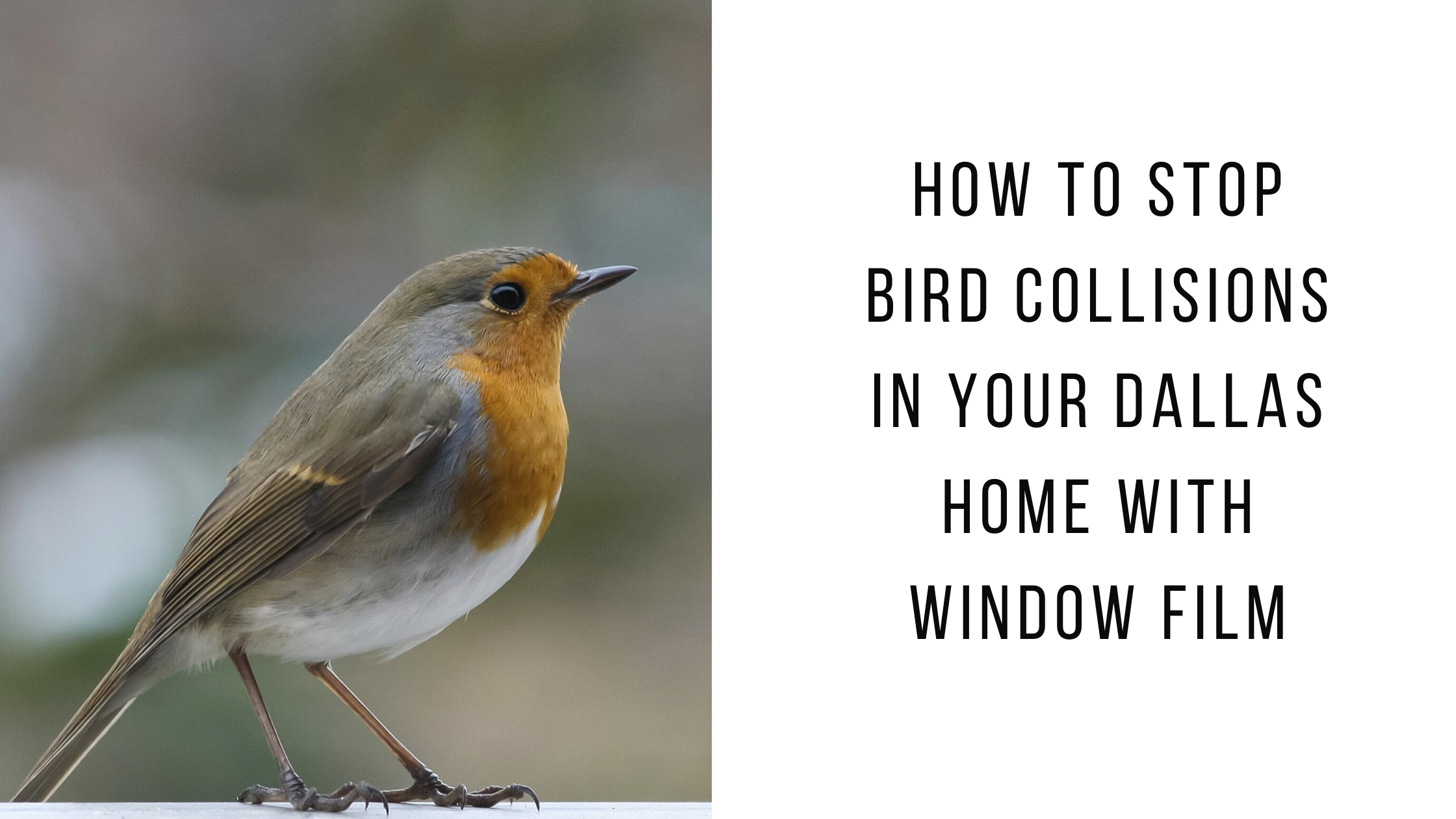 stop bird collisions dallas window film