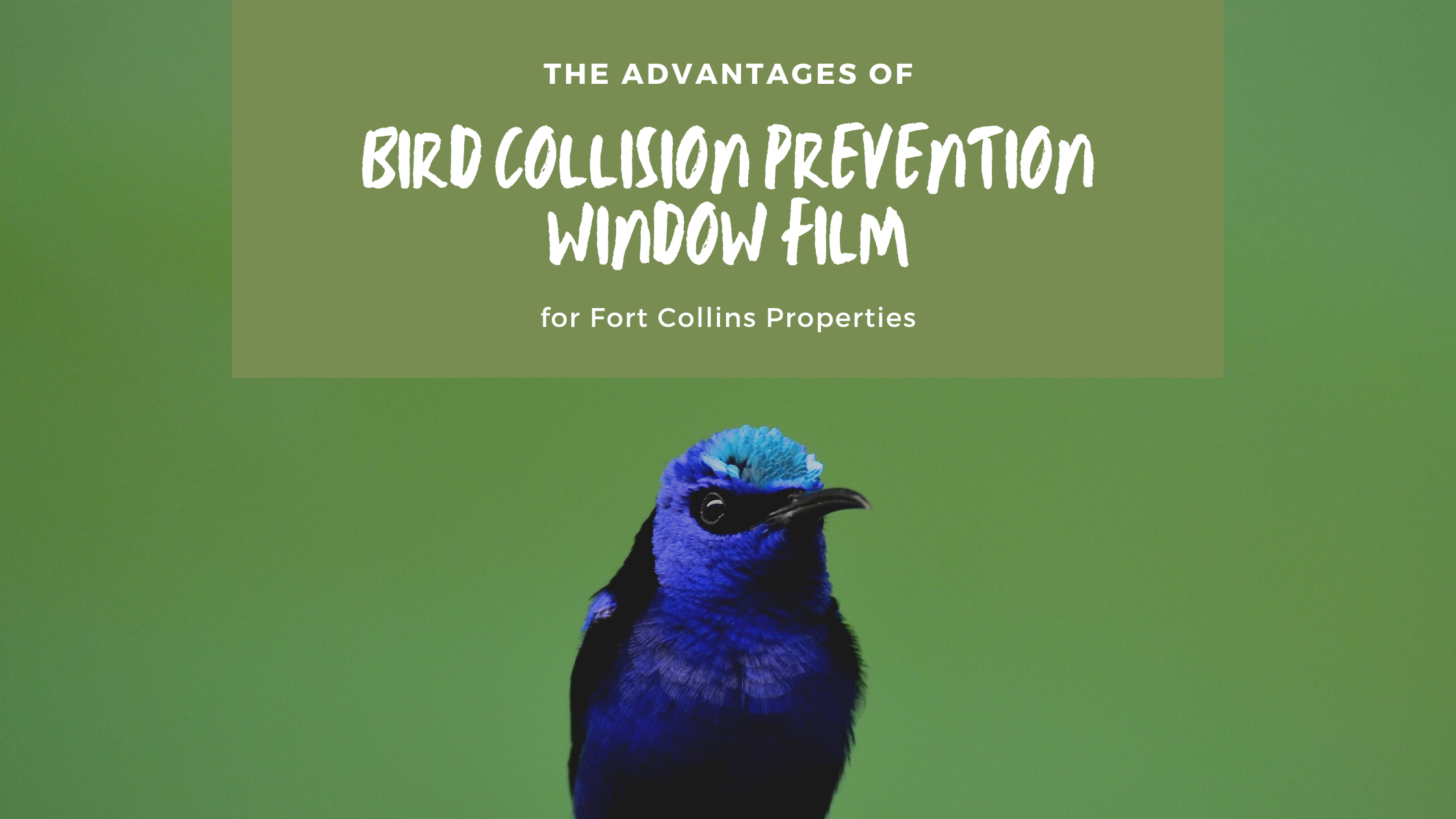 bird collision prevention window film fort collins