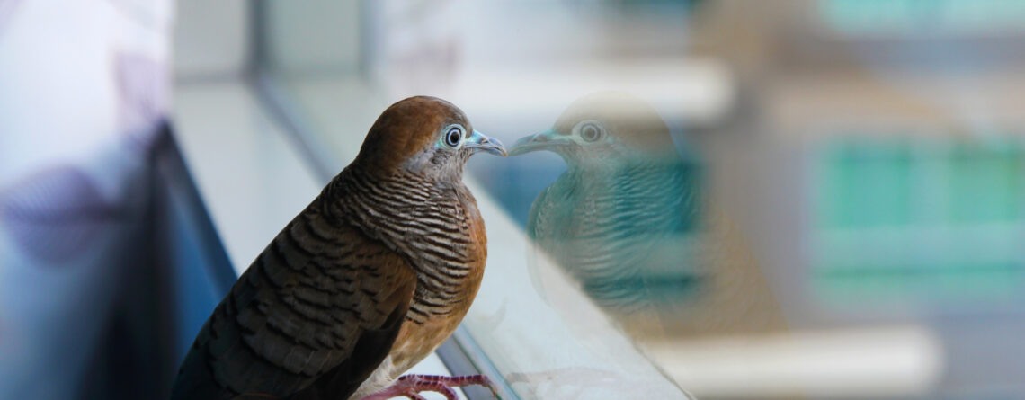 nashville bird strike prevention window film
