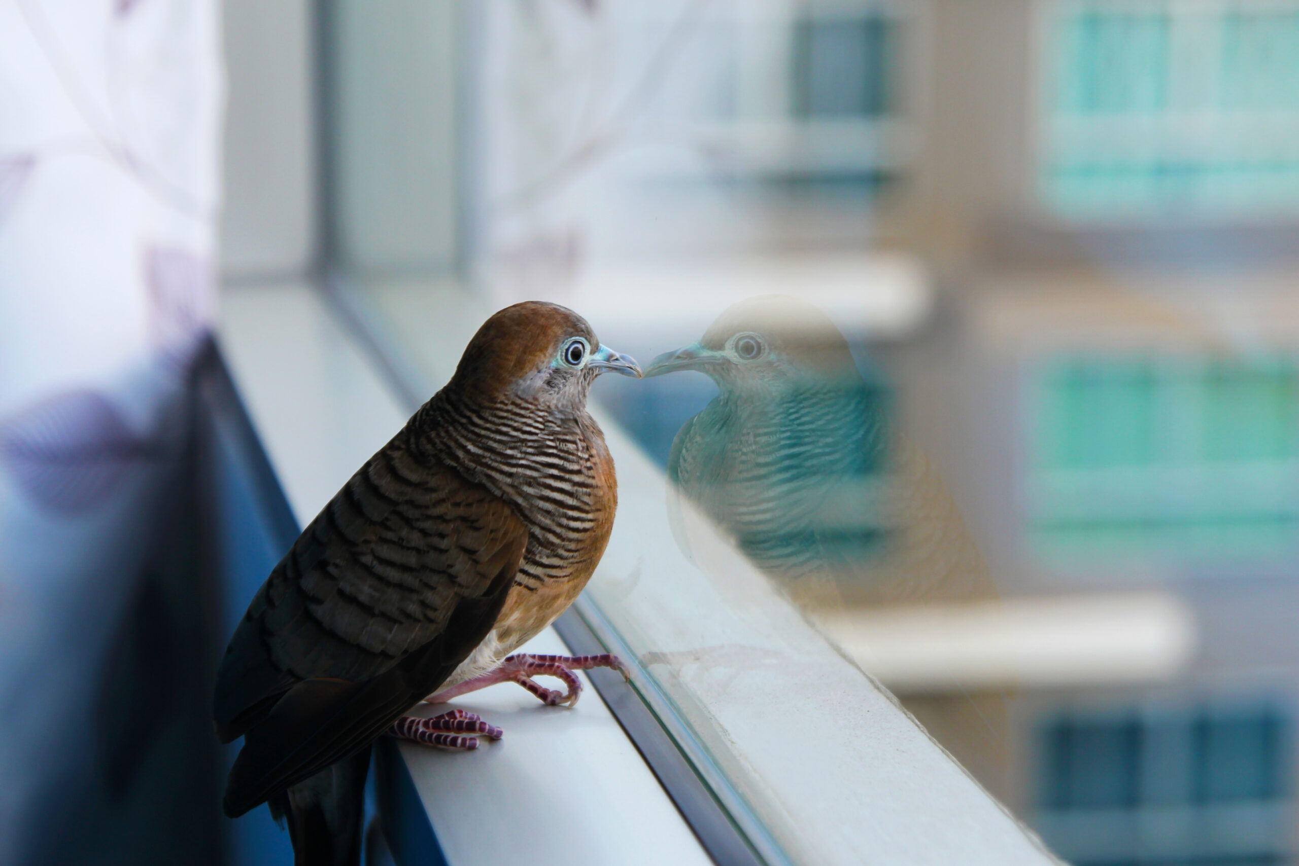 nashville bird strike prevention window film
